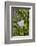 Wall with ivy, heart from stone, close up, still life-Andrea Haase-Framed Photographic Print