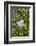 Wall with ivy, heart from stone, close up, still life-Andrea Haase-Framed Photographic Print