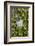 Wall with ivy, heart from stone, close up, still life-Andrea Haase-Framed Photographic Print