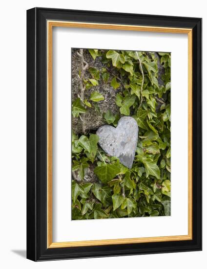 Wall with ivy, heart from stone, close up, still life-Andrea Haase-Framed Photographic Print