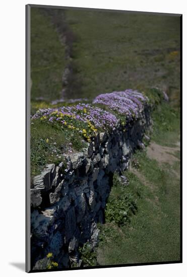 Wall with Wild Flowers in Cornwall, England-Andrea Haase-Mounted Photographic Print