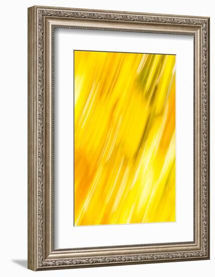 Walla Walla, Washington State. USA. Abstract fall colors at Walla Walla's Pioneer Park.-Brent Bergherm-Framed Photographic Print