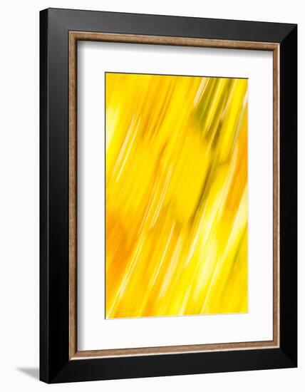 Walla Walla, Washington State. USA. Abstract fall colors at Walla Walla's Pioneer Park.-Brent Bergherm-Framed Photographic Print