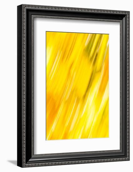 Walla Walla, Washington State. USA. Abstract fall colors at Walla Walla's Pioneer Park.-Brent Bergherm-Framed Photographic Print