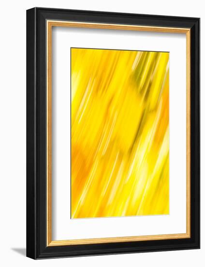 Walla Walla, Washington State. USA. Abstract fall colors at Walla Walla's Pioneer Park.-Brent Bergherm-Framed Photographic Print