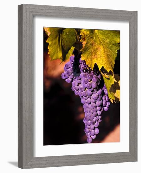 Walla Walla Wine Country, Walla Walla, Washington, USA-Richard Duval-Framed Photographic Print