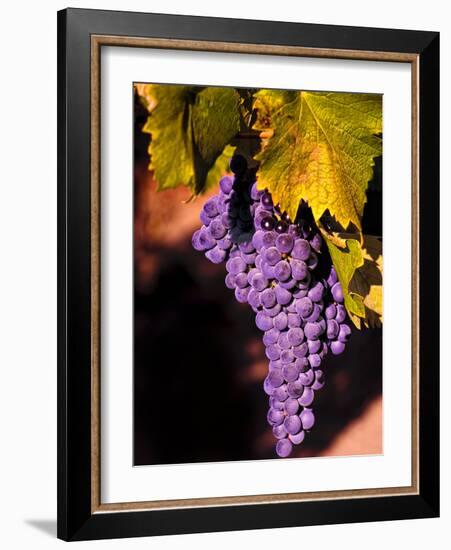 Walla Walla Wine Country, Walla Walla, Washington, USA-Richard Duval-Framed Photographic Print