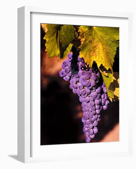 Walla Walla Wine Country, Walla Walla, Washington, USA-Richard Duval-Framed Photographic Print