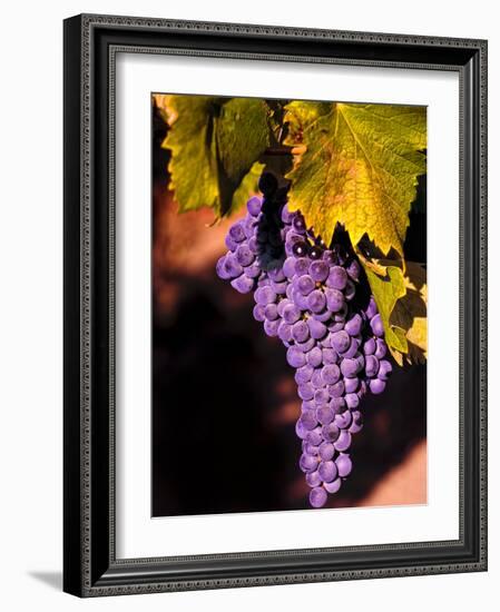 Walla Walla Wine Country, Walla Walla, Washington, USA-Richard Duval-Framed Photographic Print