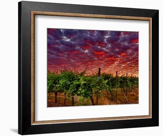 Walla Walla Wine Country, Walla Walla, Washington, USA-Richard Duval-Framed Photographic Print