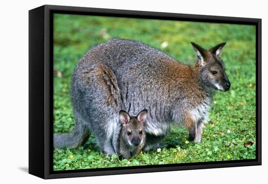 Wallaby and Joey-Lantern Press-Framed Stretched Canvas