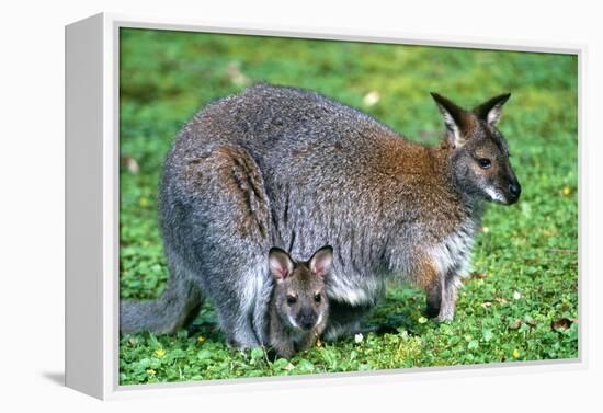 Wallaby and Joey-Lantern Press-Framed Stretched Canvas