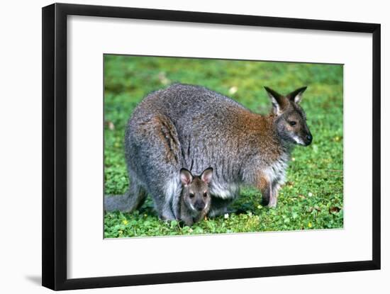 Wallaby and Joey-Lantern Press-Framed Art Print