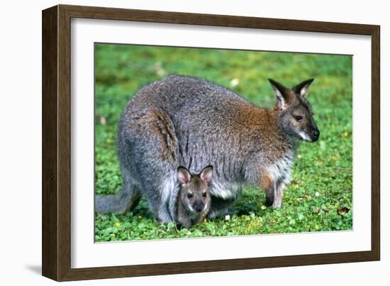 Wallaby and Joey-Lantern Press-Framed Art Print