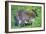 Wallaby and Joey-Lantern Press-Framed Art Print