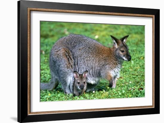 Wallaby and Joey-Lantern Press-Framed Art Print