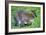 Wallaby and Joey-Lantern Press-Framed Art Print