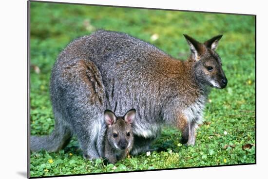 Wallaby and Joey-Lantern Press-Mounted Art Print