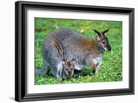 Wallaby and Joey-Lantern Press-Framed Art Print