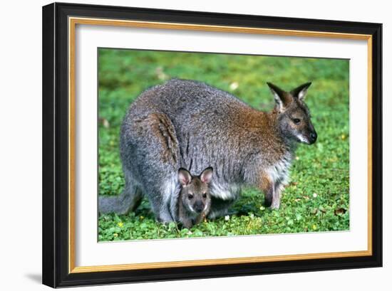 Wallaby and Joey-Lantern Press-Framed Art Print