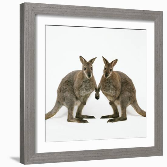 Wallaby X2 Holding Hands-Andy and Clare Teare-Framed Photographic Print