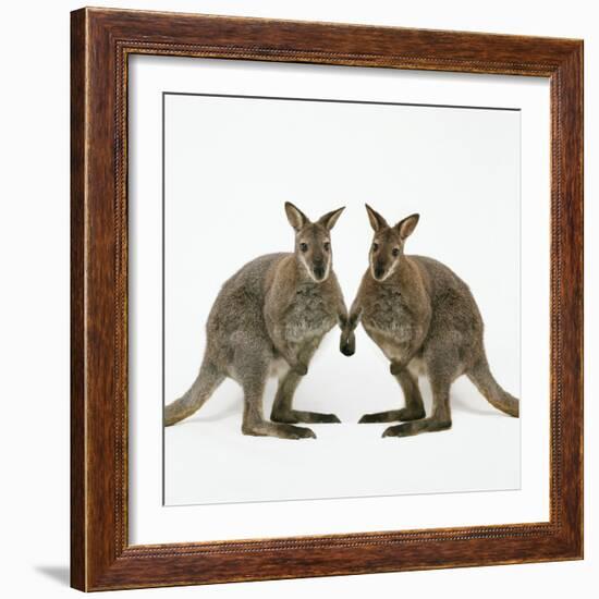 Wallaby X2 Holding Hands-Andy and Clare Teare-Framed Photographic Print