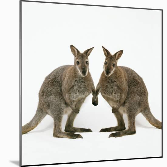 Wallaby X2 Holding Hands-Andy and Clare Teare-Mounted Photographic Print