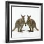 Wallaby X2 Holding Hands-Andy and Clare Teare-Framed Photographic Print