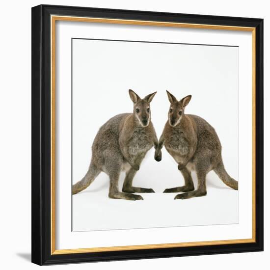 Wallaby X2 Holding Hands-Andy and Clare Teare-Framed Photographic Print