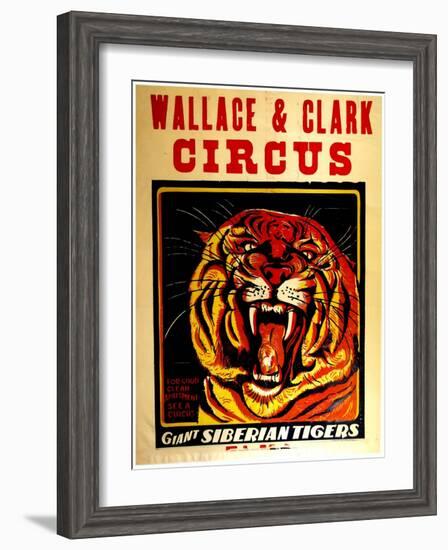 Wallace & Clark Cirbus - Giant Siberian Tigers Poster, Circa 1945-null-Framed Giclee Print