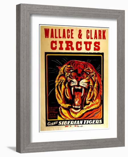 Wallace & Clark Cirbus - Giant Siberian Tigers Poster, Circa 1945-null-Framed Giclee Print