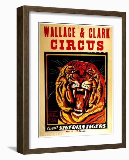 Wallace & Clark Cirbus - Giant Siberian Tigers Poster, Circa 1945-null-Framed Giclee Print