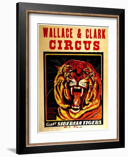 Wallace & Clark Cirbus - Giant Siberian Tigers Poster, Circa 1945-null-Framed Giclee Print