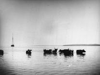 Cows Standing in the Middle of Shelter Island Bay-Wallace G^ Levison-Photographic Print