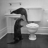 Otters Playing in Bathroom-Wallace Kirkland-Photographic Print