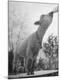 Photographic Print