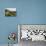 Walled and Turreted Fortress of La Cite, Carcassonne, Languedoc-Peter Richardson-Photographic Print displayed on a wall