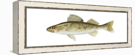 Walleye (Stizostedion Vitreum), Fishes-Encyclopaedia Britannica-Framed Stretched Canvas