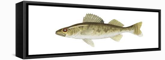 Walleye (Stizostedion Vitreum), Fishes-Encyclopaedia Britannica-Framed Stretched Canvas
