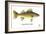 Walleyed Pike-Mark Frost-Framed Giclee Print