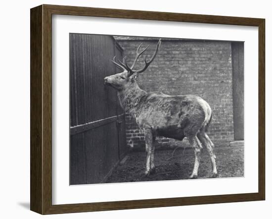 Wallich's Deer, also known as the Shou, Central Asian or Tibetan Red Deer, in London Zoo, 1916-Frederick William Bond-Framed Photographic Print