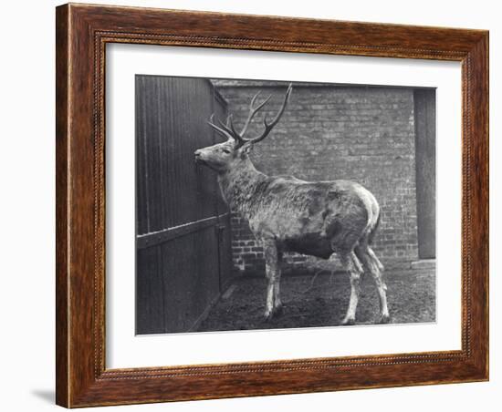 Wallich's Deer, also known as the Shou, Central Asian or Tibetan Red Deer, in London Zoo, 1916-Frederick William Bond-Framed Photographic Print