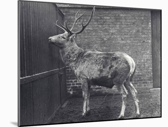 Wallich's Deer, also known as the Shou, Central Asian or Tibetan Red Deer, in London Zoo, 1916-Frederick William Bond-Mounted Photographic Print