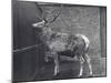 Wallich's Deer, also known as the Shou, Central Asian or Tibetan Red Deer, in London Zoo, 1916-Frederick William Bond-Mounted Photographic Print