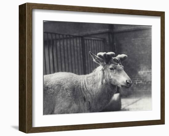 Wallich's Deer Showing Early Stage of Antler Growth, in Velvet, London Zoo, May 1920-Frederick William Bond-Framed Photographic Print