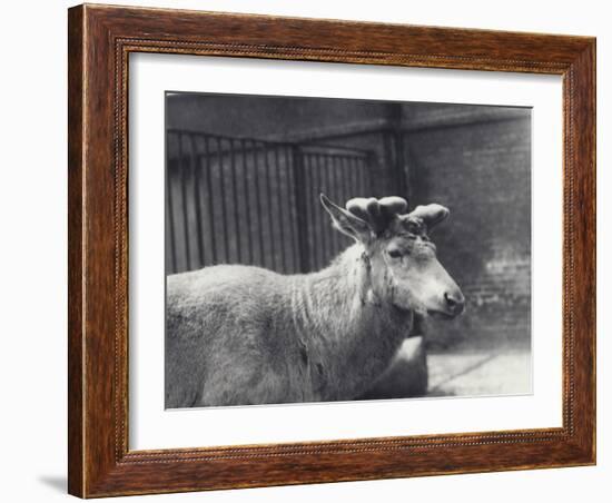 Wallich's Deer Showing Early Stage of Antler Growth, in Velvet, London Zoo, May 1920-Frederick William Bond-Framed Photographic Print