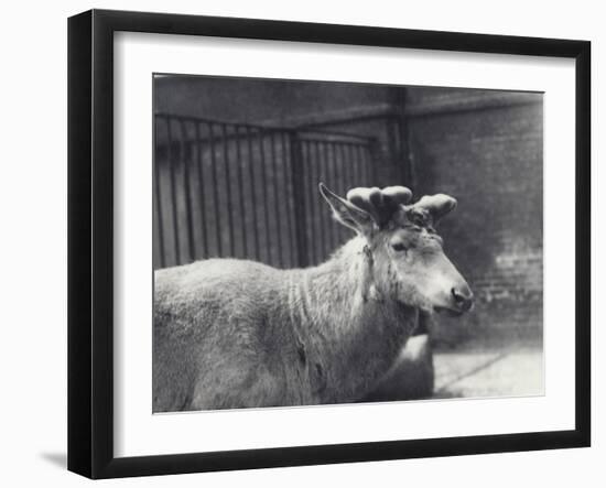 Wallich's Deer Showing Early Stage of Antler Growth, in Velvet, London Zoo, May 1920-Frederick William Bond-Framed Photographic Print