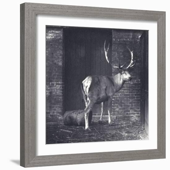 Wallich's Deer-Frederick William Bond-Framed Photographic Print