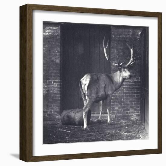 Wallich's Deer-Frederick William Bond-Framed Photographic Print