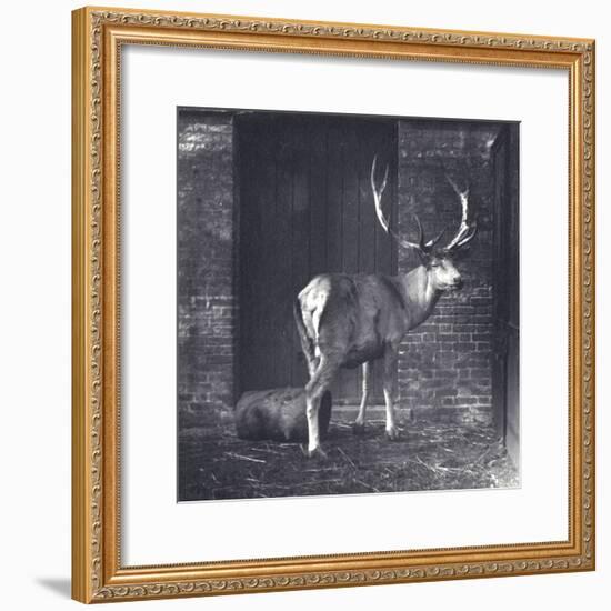 Wallich's Deer-Frederick William Bond-Framed Photographic Print